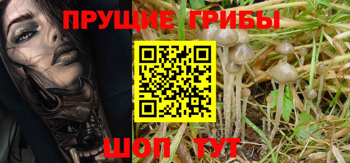 Псилоцибиновые грибы ЛСД  Вход с VPN  Галлюциногенные грибы Psilocybe  Асино 